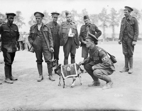 Group of soldiers around a goat wearing a cape with insignia.