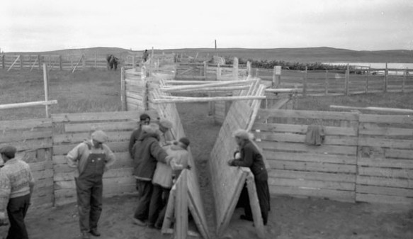 Black-and-white photograph of a group of men standing around a small reindeer chute and pen.