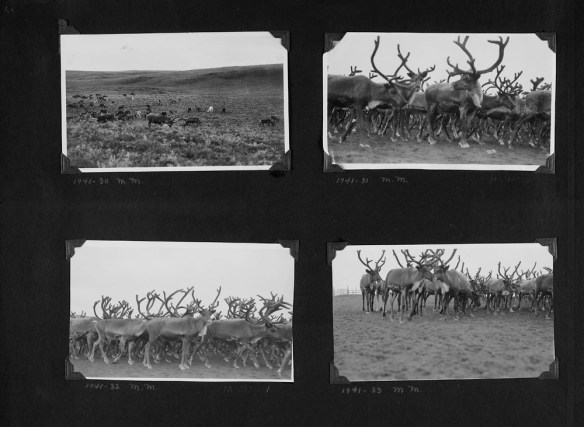 Black-and-white photograph of a photo album collage. Four photographs showing reindeer herds. Some photographs are taken from afar, others are close-ups of the herd.