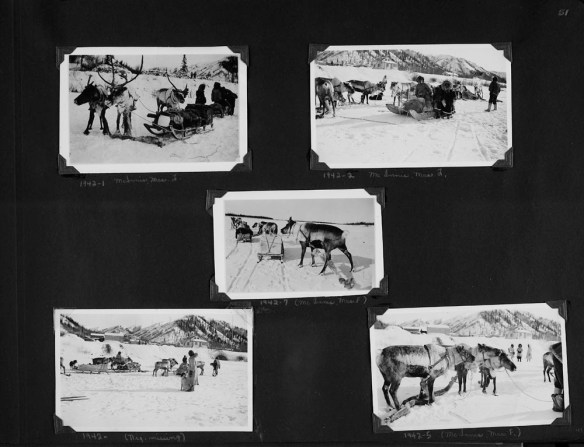 Black-and-white photograph of a photo album collage. There are five photographs showing reindeer pulling sleds of various kinds, with people in the background. The pictures are labelled and some of the people are identified.