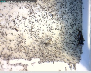 Colour photograph showing hundreds of springtails scattered over an area.