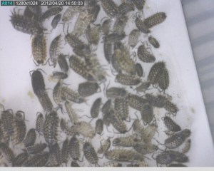 Colour photograph showing a large group of sowbugs