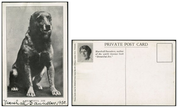 Black-and-white postcard featuring a photograph of a dark dog with no ears in a sitting position. The postcard is captioned “BEAUTIFUL JOE” and autographed in black ink, “Marshall Saunders, 1930.” The back of the postcard features a small picture of Margaret Marshall Saunders with the caption, “Marshall Saunders, author of the world famous book, ‘Beautiful Joe.’” The postcard has not been mailed.
