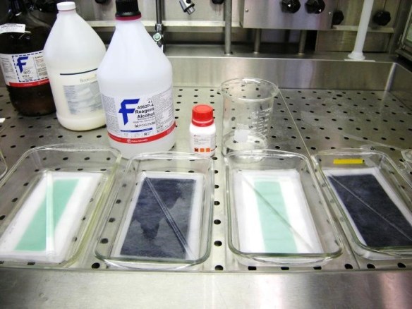 Colour photograph of laboratory material: four clear glass containers placed side by side with a sheet of paper in each one and bottles of chemicals behind them.