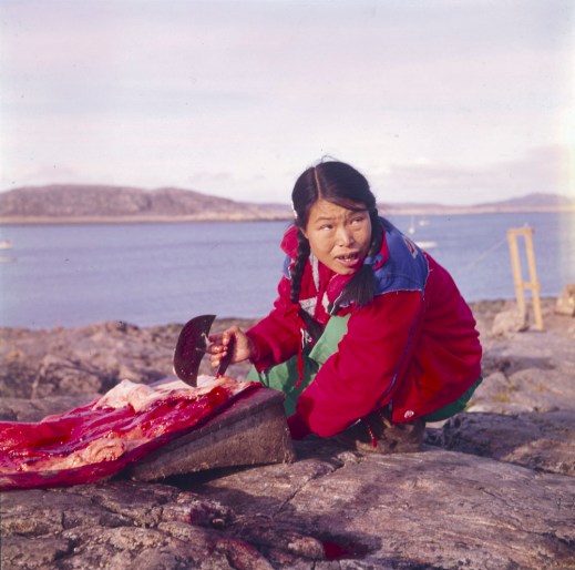 A colour photograph of an Inuit woman wearing a red cloth jacket, crouching on a rocky coastline and scraping fat from a seal skin with an ulu (a woman’s knife).