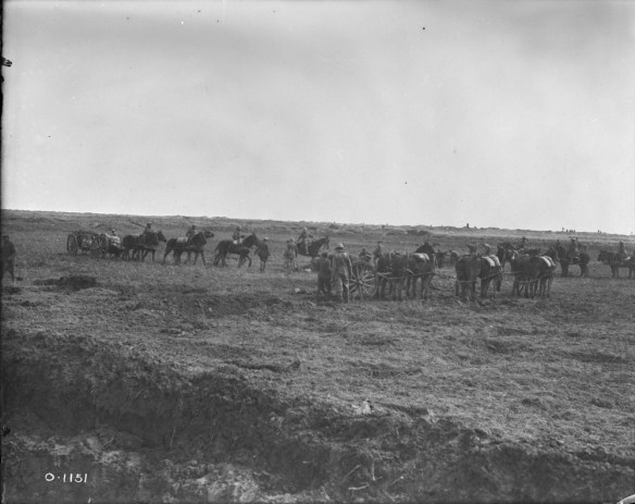 A black-and-white photograph of at least three teams of six horses pulling cannons into place.
