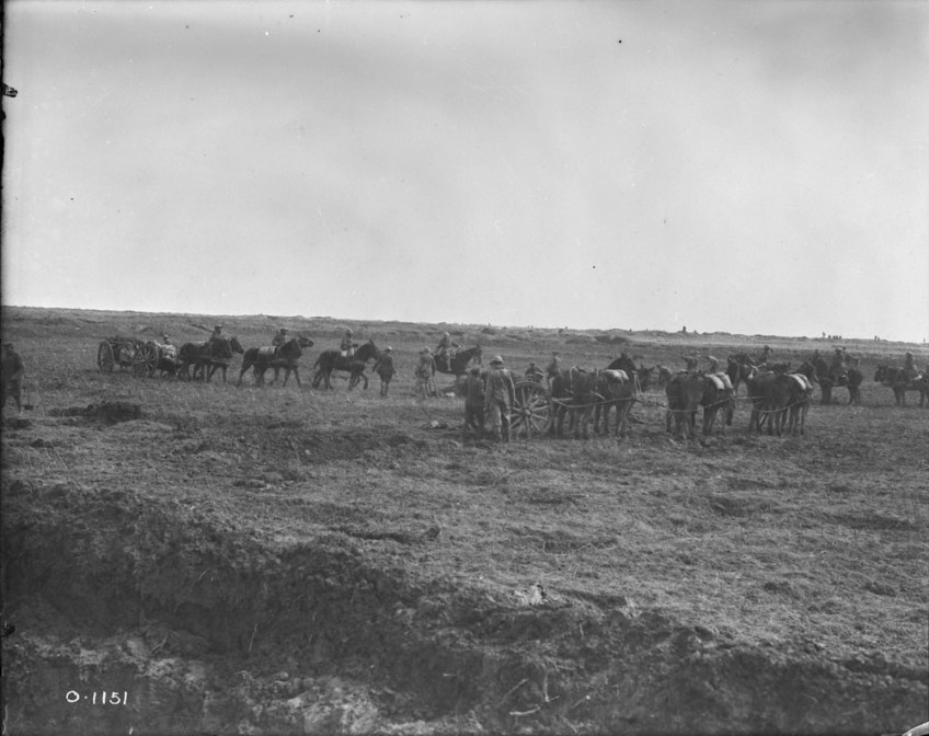 A black-and-white photograph of at least three teams of six horses pulling cannons into place.