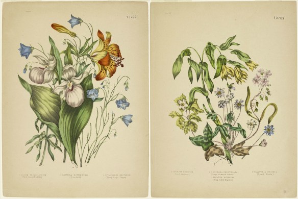 Two colour plates of colourful flowers with green leaves. Left: Wild Orange Red Lily, Harebell, and Showy Lady’s Slipper. Right: Sharp-lobed Hepatica, Large-flowered Bellwort, Wood Anemone, and Spring Beauty.