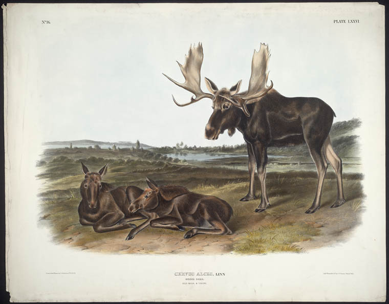 A coloured print of two moose calves lying on the ground and an adult bull moose standing next to them.