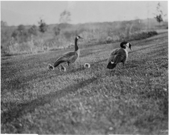 A black-and-white photograph of two adult Canada Geese and three one-day-old goslings standing on a lawn 