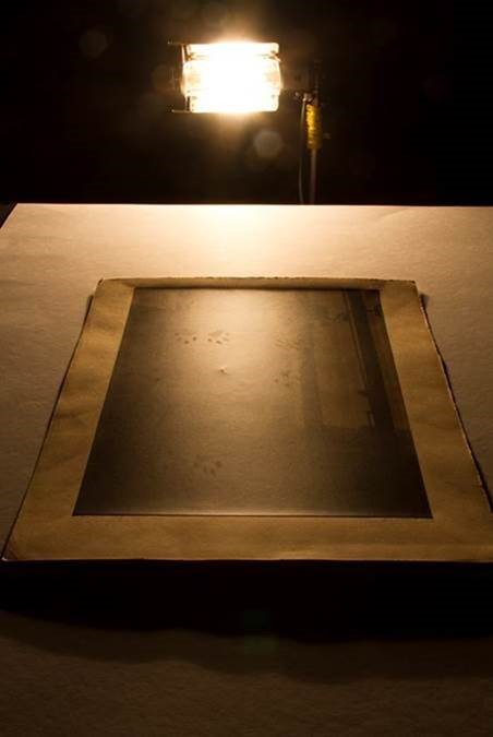 A photo on a table with a bright light raking over it reveals a cat’s paw prints. 