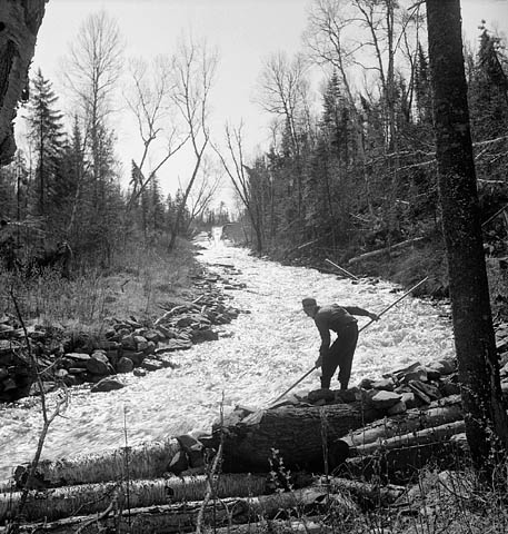 A black-and-white photograph of a man standing at the river’s edge with a long stick pushing logs away to keep them moving downstream. 