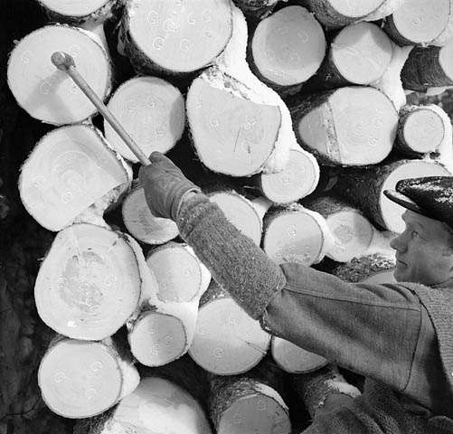 A black-and-white photograph of a lumberman hammering the Company stamp, the letter “G,” meaning Gatineau, onto the ends of 16-foot logs. 
