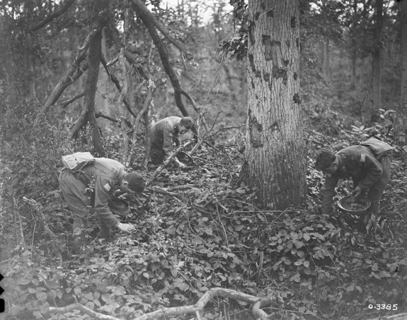 A black-and-white photograph of three soldiers bent at the waist, searching around trees and through bushes for blackberries.