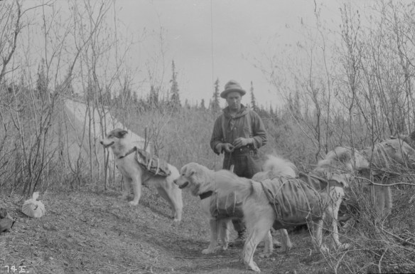 A black-and-white photograph of a man with his four dogs wearing pack harnesses. 