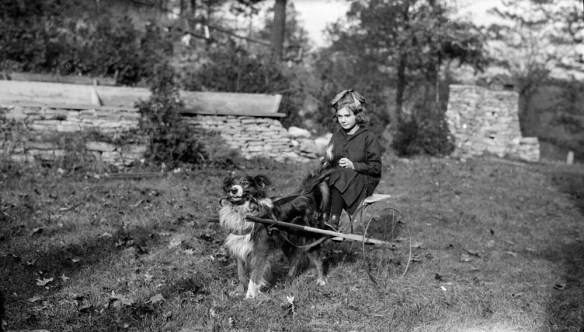 A black-and-white photograph of a dog harnessed to a small two-wheeled passenger cart. A girl sits on the cart and holds the reins to her dog.