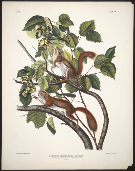 A colour print depicting a Hudson’s Bay squirrel and a Chickaree Red squirrel foraging for food amongst trees branches. 