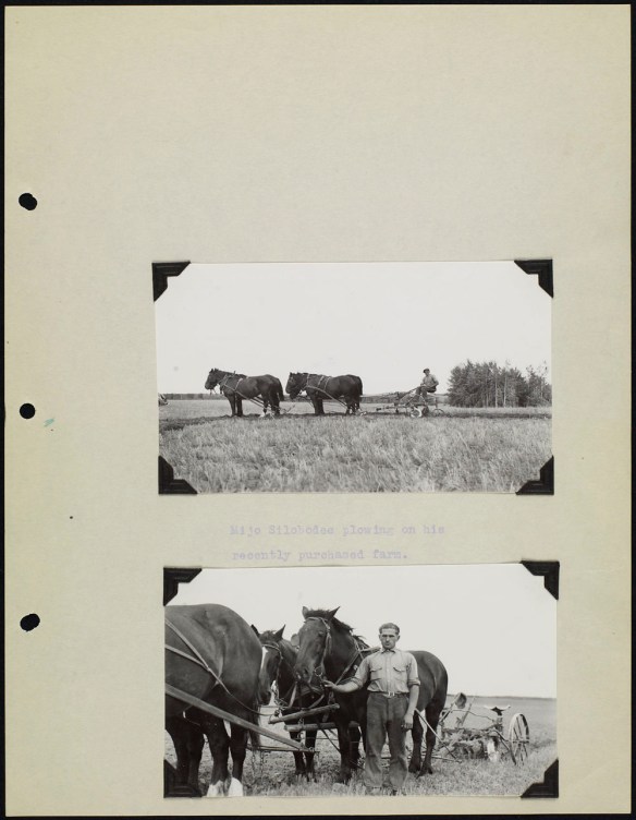 Page from an album with two black and white photographs. One showing a team of horses pulling a plough, and the other shows a man standing with his team of horses. The photos are captioned with typed text.