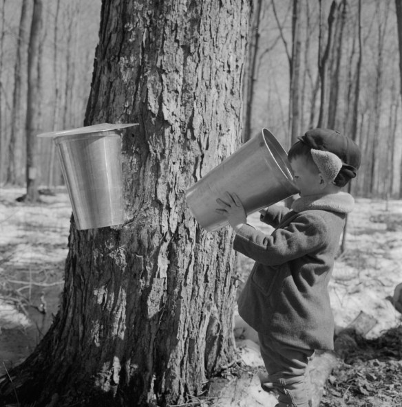 A black-and-white photograph of a young boy next to a large maple tree taking a sip of sap from a collection bucket. 