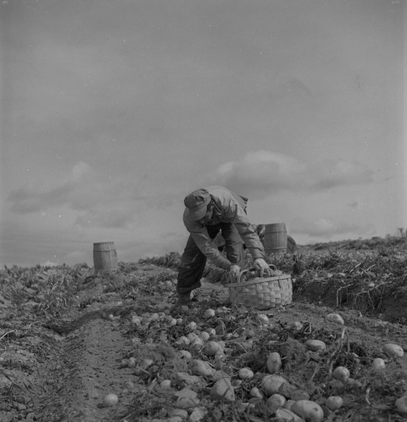 A black-and-white photograph of a man collecting potatoes in a field and filling a basket. 