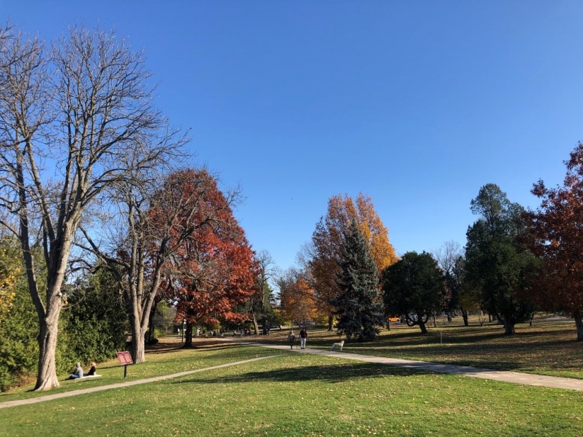 A colour photograph of a park with trees.