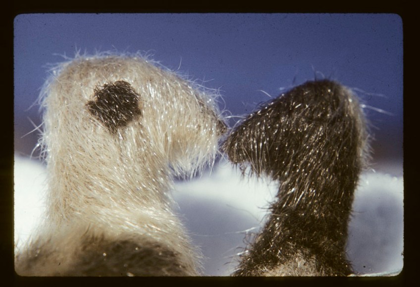 A colour photograph of two homemade toy ducks, one white and one brown, facing each other, with a blue sky in the background.