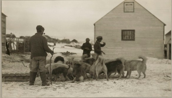 A black and white photograph of three men standing around a group of sled dogs, who are eating. There is a white building in the background. 