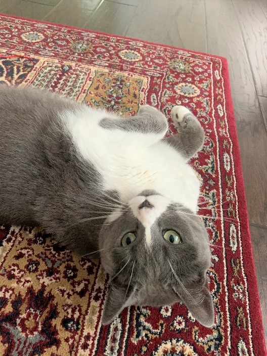 A colour photograph of a gray-and-white cat on a red patterned rug.