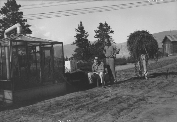 Black-and-white photograph of three men next to a greenhouse structure. One man is holding a mass of vegetation that obscures his upper body.