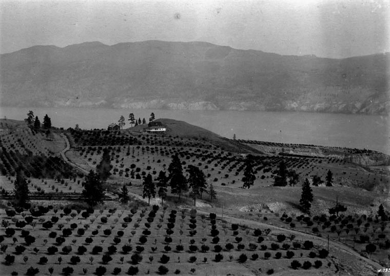 Black-and-white photograph of the Summerland Experimental Farm, with young orchard trees in the foreground, and Okanagan Lake and rangeland in the background.