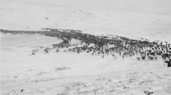 Black-and-white photograph of a herd of caribou moving over frozen river and snow-covered landscape.